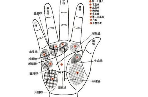 食指下方橫紋|手掌紋路圖解大全